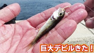 ありえない仕掛けで堤防先端から巨大デビルが釣りあがった！