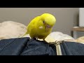 微妙に口が悪いトリ