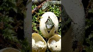 Snake Hatching from Egg 🥚🐍 | Nature’s Amazing Moment #shorts #snake #usa #uk #fyp
