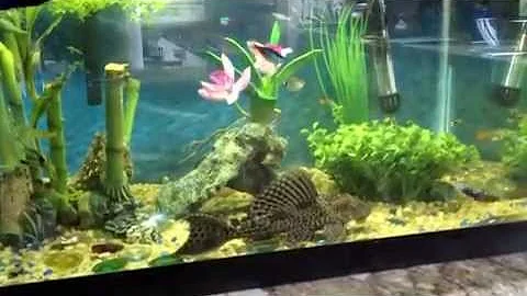 The Sachs Community Tank Feat. the Sucker Fish aka Sailfin Plecostomus