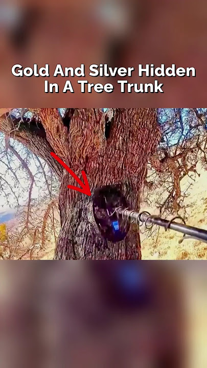 No One Expected Treasure to Be Inside the Tree Trunk #treasure #metaldetecting