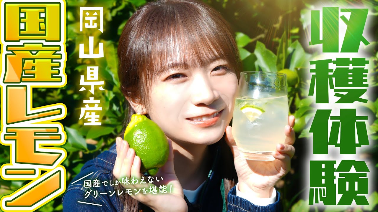 ご家庭用】岡山県産レモン 12～20玉詰（2.0㎏）11月上旬～順次発送