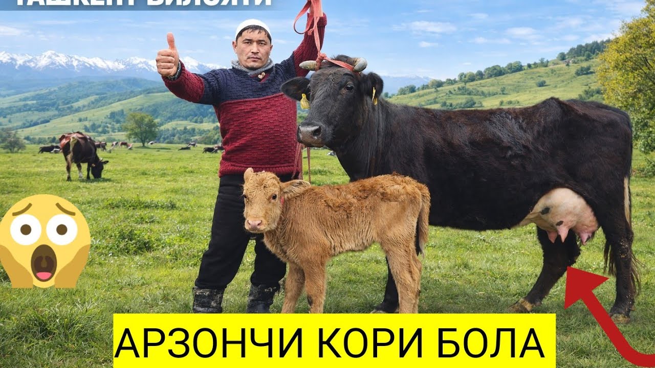 КУВАЛИГ АРЗОНЧИ ИСМОИЛЖОН КОРИ БОЛАДАН🔥 ПУЛИ АРЗОН СУТГА БОЙ СИГИРЛАР СОТЛАДИ 😱