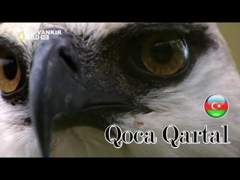 Аzəri musiqisi - Qoca Qartal