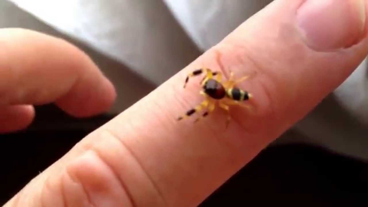 Yellow and black striped jumping spider from Singapore YouTube