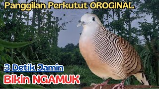 Bikin Perkutut Lokal Cepat Bunyi Setiap Hari 🐦