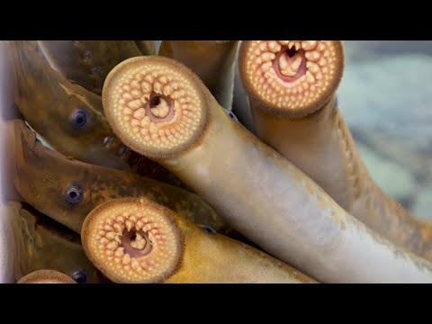 Video: Le lamprede hanno le mascelle?