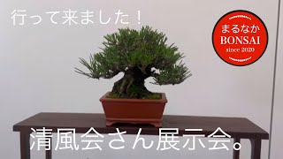 385 瀬戸清風会 展示会！ 2024年5月25日 【ミニ盆栽】 - YouTube