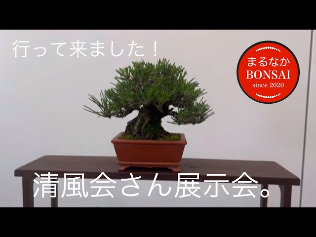 385 瀬戸清風会 展示会！ 2024年5月25日 【ミニ盆栽】 - YouTube