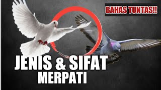 🔴 JENIS DAN SIFAT BURUNG DARA - MERPATI UNTUK PEMULA MARI KITA BAHAS YA !!