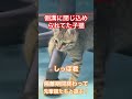 側溝に閉じ込められてた子猫の、しっぽ君！2週間の隔離期間が終わったので、先輩猫たちと遊びに燃えております！