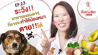 ไม่น่าเชื่อ !! 7 อาหารธรรมดาๆ แต่น้องหมากินแล้วถึงตาย!! | ตอบปัญหามะหมา EP.23