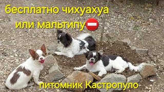 как получить БЕСПЛАТНО 👌 мои рекомендации  питомник чихуахуа и той-пудель Кастропуло Крым