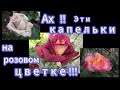 Хрустальное чудо природы !