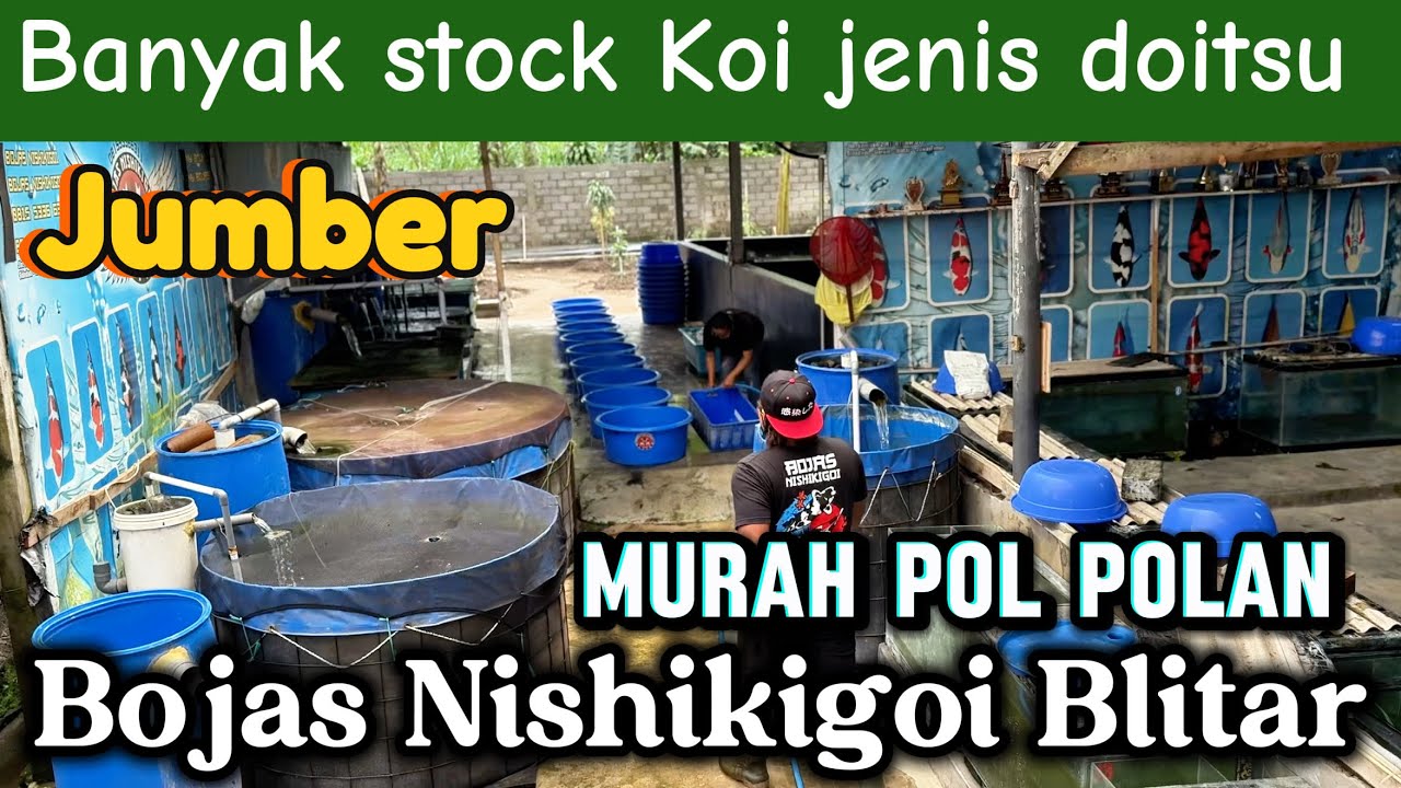 Koi jumboan mumer pol polan di Bojas Nishikigoi Blitar‼️full stok Koi doitsu 🤩