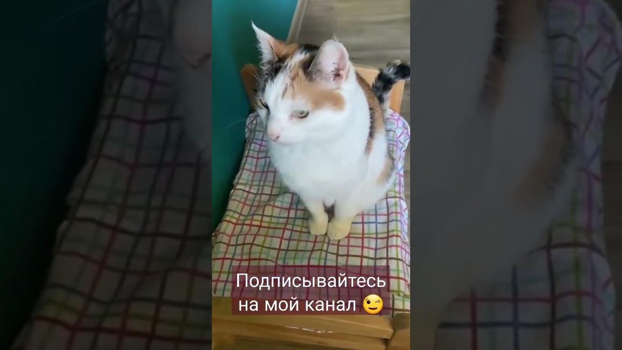 Смешные видео про котов. Кошки в деле. Котенок кот веселый кот ютуб. Кошка 2021.