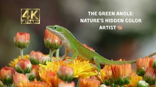 Meet Nature’s Mini Color-Changer 💚 | Green Anole Explained 💚
