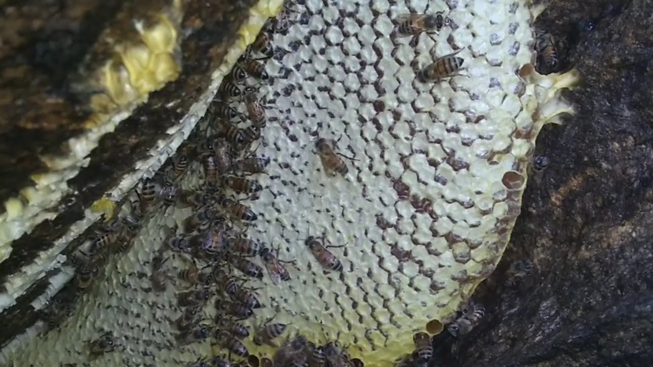 tirando mel Silvestre.abelha apis em serrote  de pedra.funa de pedra lotada de mel