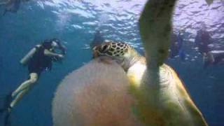 Green sea turtle eating jellyfish