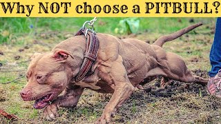 Why NOT choose a pitbull terrier? by DogCastTv 1,396 views 1 year ago 6 minutes, 57 seconds