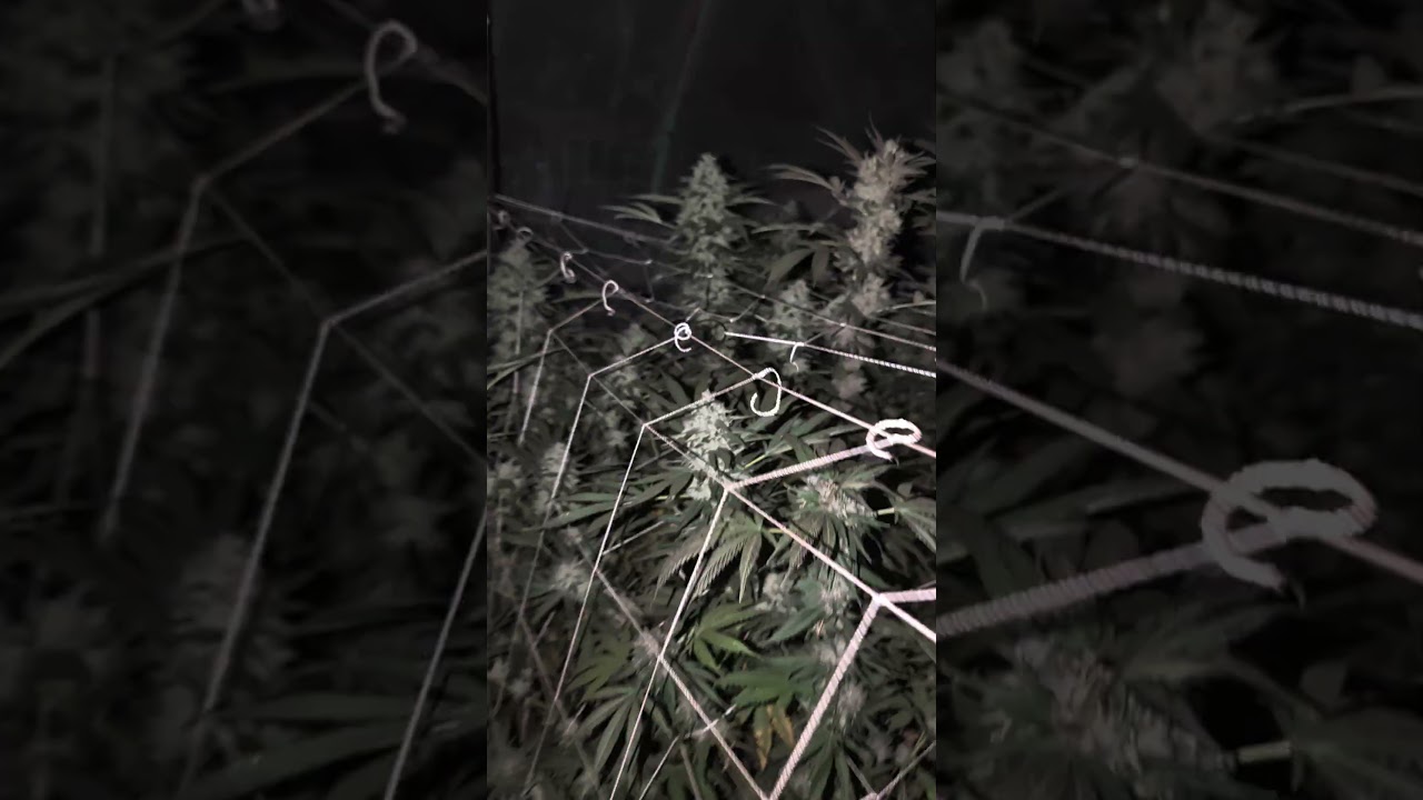 sour cookies,old school purple,bubba Kush and rainbow zangria