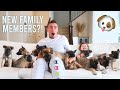 WELCOMING HOME OUR NEW FAMILY MEMBERS?! **EXCITING!**