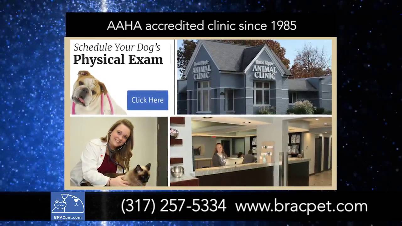 Animal hospital Indianapolis IN Broad Ripple Animal Clinic YouTube