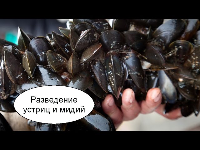 Разведение устриц и мидий. Бизнес идея