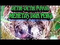 Detik detik Burung puyuh liar menetas Sampai hingga besar Anaknya