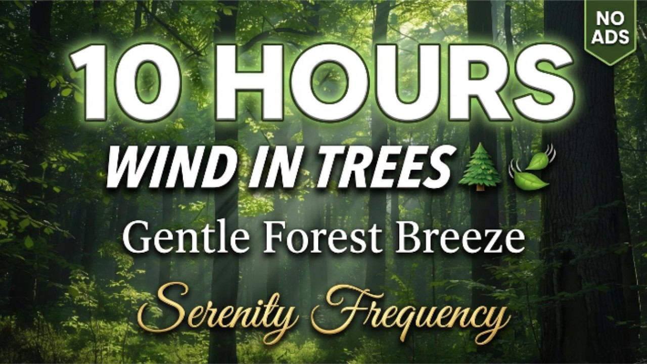 10 Hours Wind in Trees 🌲 Gentle Forest Breeze for Deep Sleep, Stress Relief & Meditation • No Ads