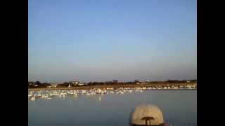 20141231-3印西市本埜のハクチョウ白鳥スワンSWANS
