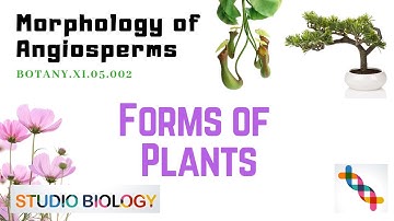 BOTANY.XI.05.002 - Morphology of Angiosperms - Forms