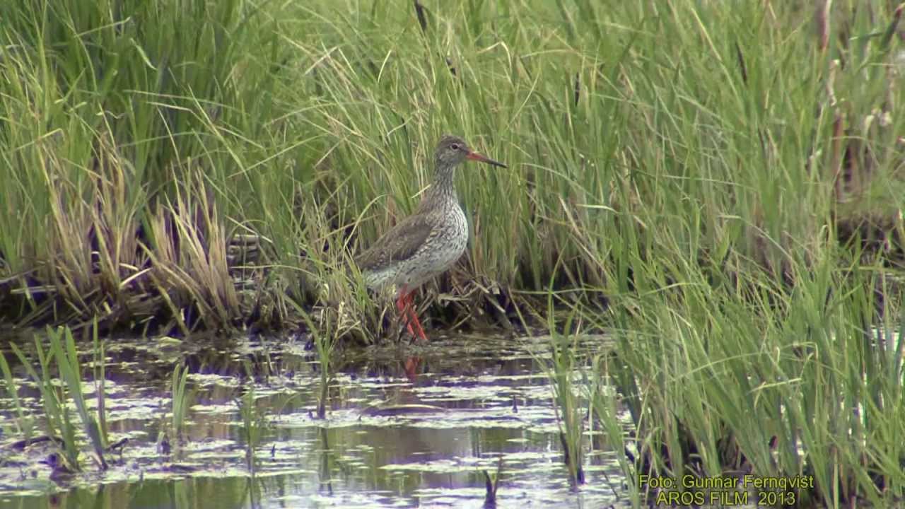 RÖDBENA  Common Redshank  (Tringa totanus)  Klipp - 1198