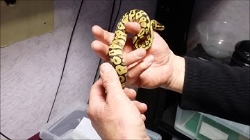 Royal/Ball Python Update on 2016 clutches. Pomfret