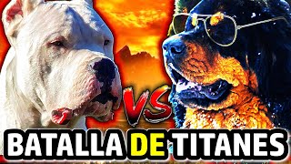 Duelo Canino: Dogo Argentino vs. Mastín Tibetano | ¿Cuál es la mejor raza para ti? by EADD CHANNEL STUDIOS 1,002 views 6 months ago 8 minutes, 18 seconds