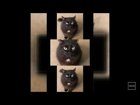 (ytpmv) cat wont take no for an answer EVIL MAXWELL!! scan