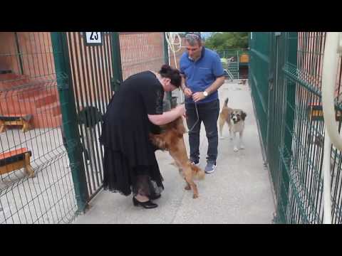 კოკის პატრონმა მოაკითხა