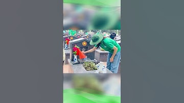 TỔ QUỐC THIÊNG LIÊNG - HOLY MOTHERLAND  #shorts