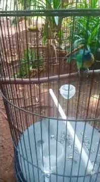 cucak cungkok vs cucak kinoy