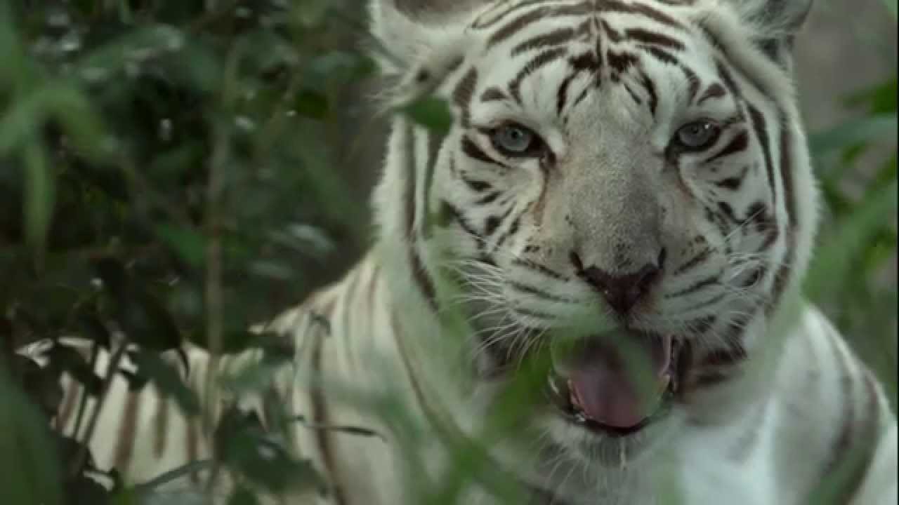 big cat rescue white tiger