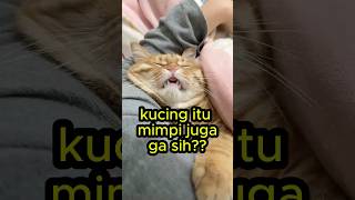 Kucing Bisa Bermimpi Saat Tidur? #catbehavior