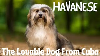 Havanese: The Lovable Dog From Cuba by FurryFriends 50 views 1 month ago 7 minutes, 10 seconds