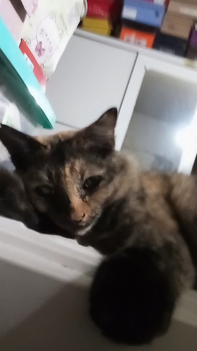 diopeni #cat #funnycat