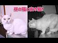 昼間のストレス発散は夜中にする猫？！