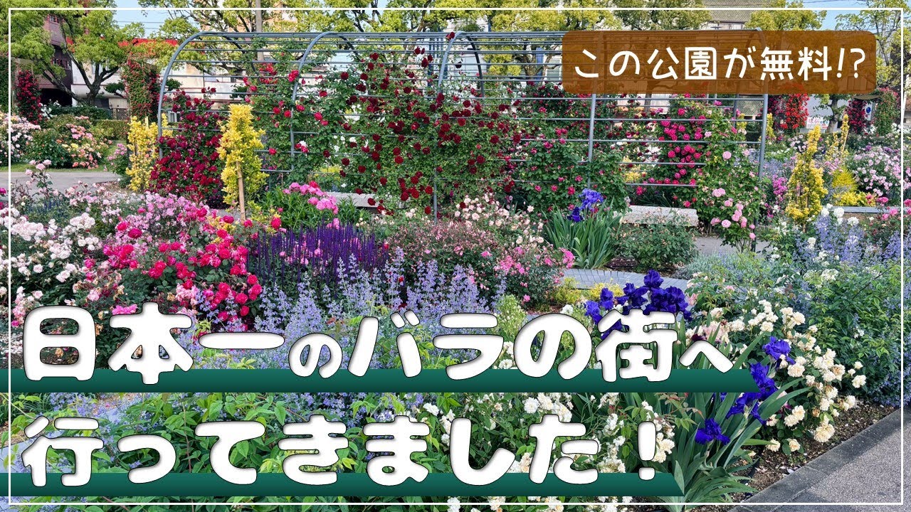 100万本のバラが咲き誇る街を歩いてみた！
