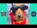 TRY NOT TO LAUGH - Check Out These Funny Animals!