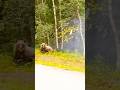 Aim, Courage, and Danger — Face-off with a Bear 🐻 #hunting #bear #chass