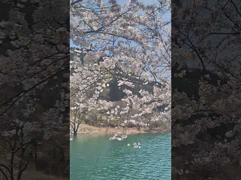 音水湖畔の桜