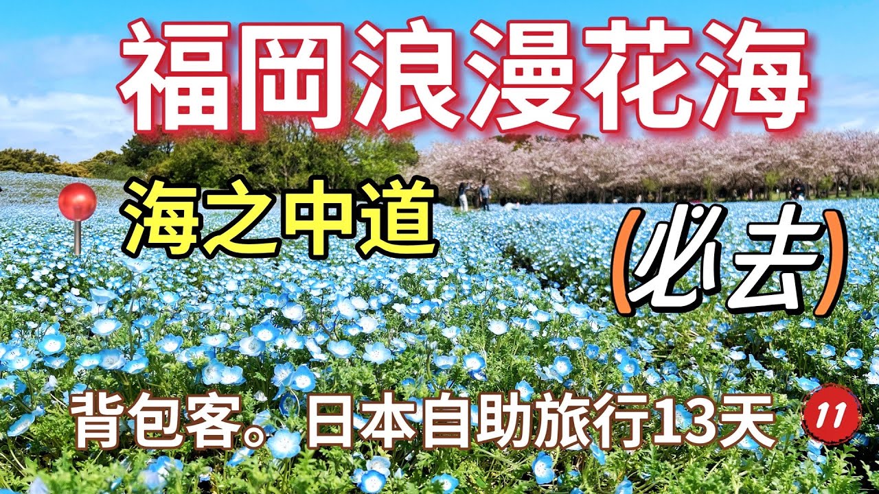 Vlog｜（END）日本最美的新幹線Hello Kitty新幹線，九州福岡海之中道海濱公園，粉蝶花與櫻花共舞 #angela安卓の野生活 #4k