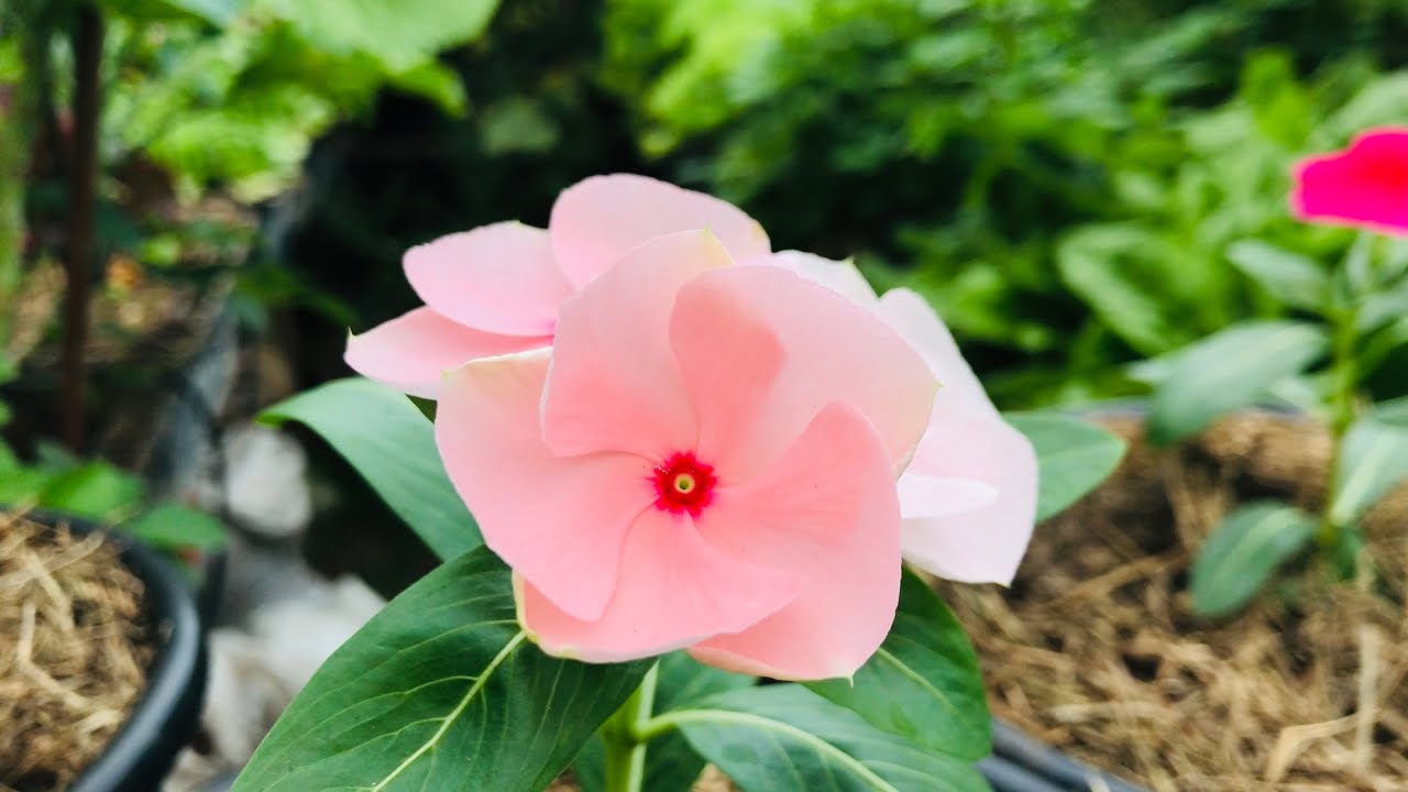 COMO PLANTAR VINCA / Catharanthus roseus